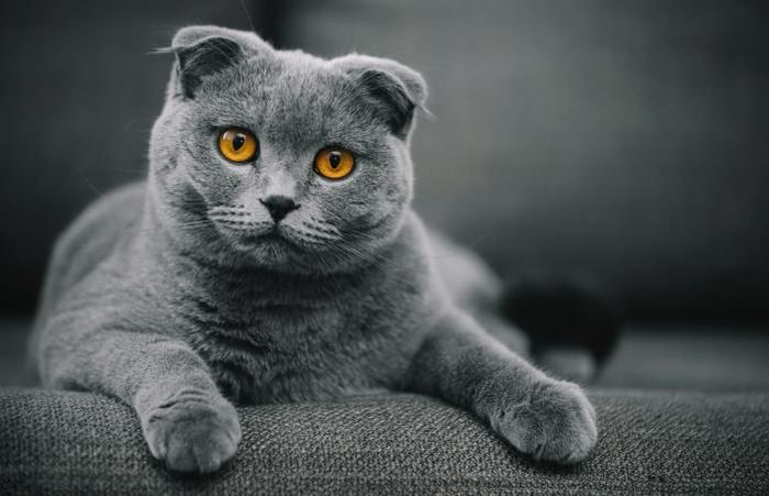 Jenis kucing termahal di dunia