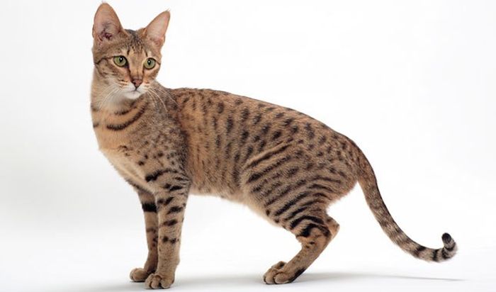 Jenis kucing termahal di dunia