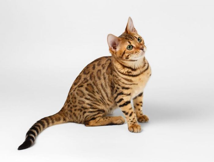Jenis kucing termahal di dunia