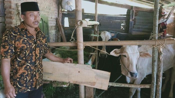 xDua ekor sapi yang jadi seserahan