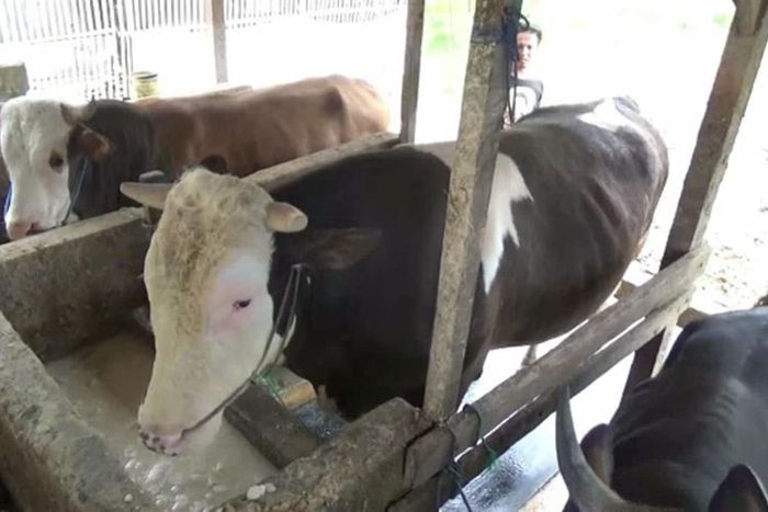 Mike Tyson, sapi yang dibeli Jokowi untuk kurban Idul Adha