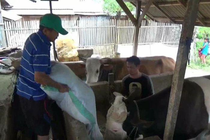 Sapi Jenis Simental Berbobot Satu Ton Lebih Dibeli Presiden Jokowi Seharga Rp 85 Juta