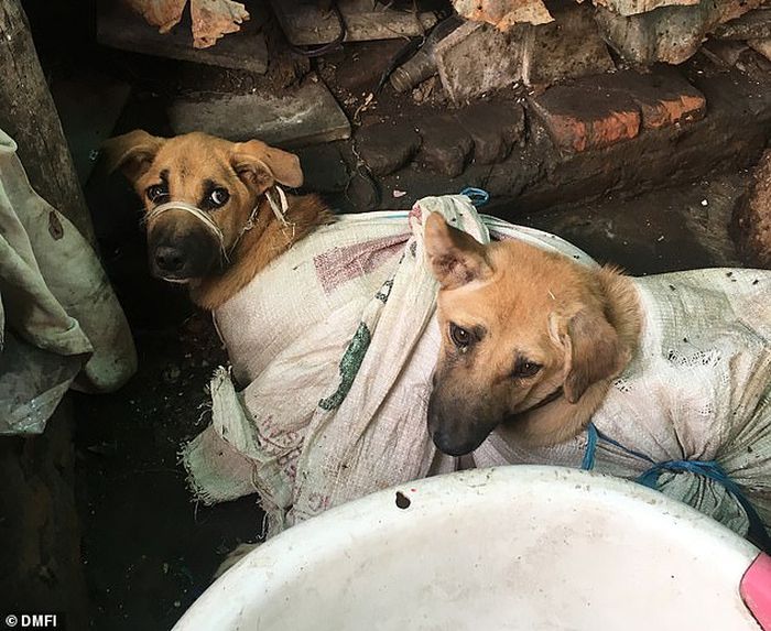 Menelusuri Bisnis Daging Anjing di Jateng : Sehari Sekitar 800 Ekor Anjing Dikonsumsi