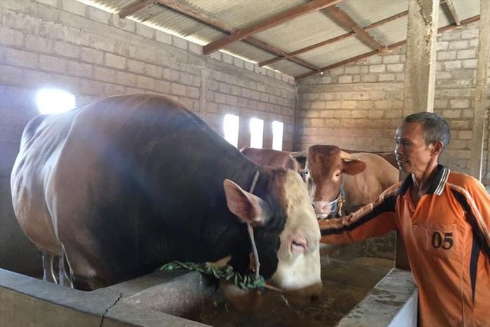 Sapi kurban Jokowi yang dibeli di Boyolali