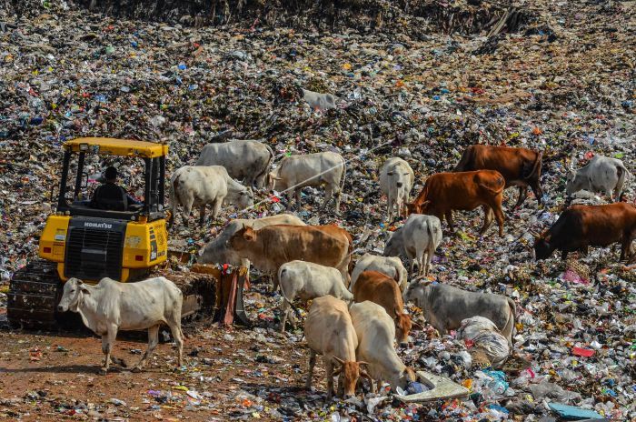 Mikroba dari Perut Sapi Bisa Bantu Daur Ulang Sampah Plastik - Halaman