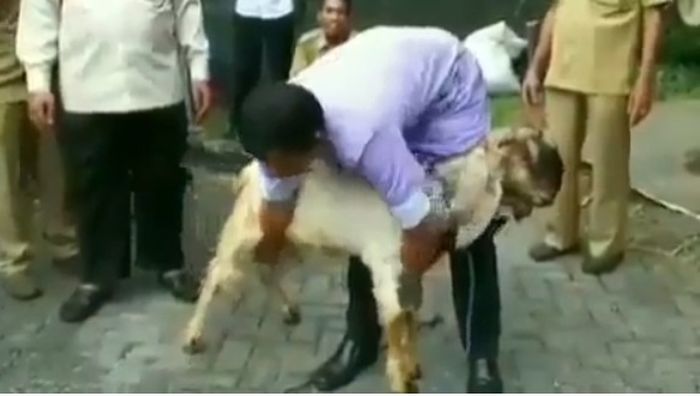 Cara membuat kambing anteng 