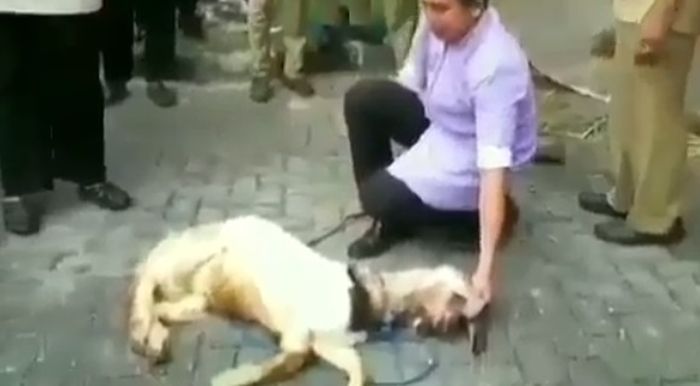 Cara membuat kambing anteng 