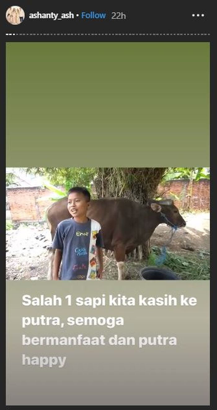 Ashanty beri sapi kepada Putra untuk kurban