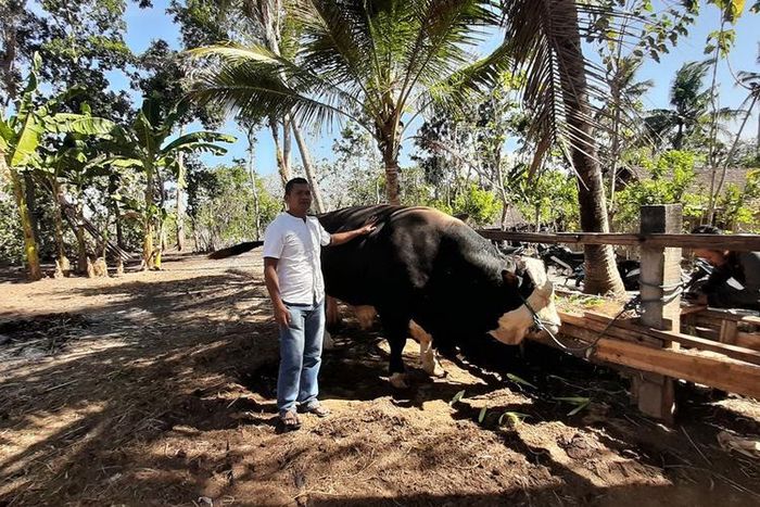 Penampakan 9 Sapi Kurban Milik Presiden Jokowi, Tidur di Karpet Hitam