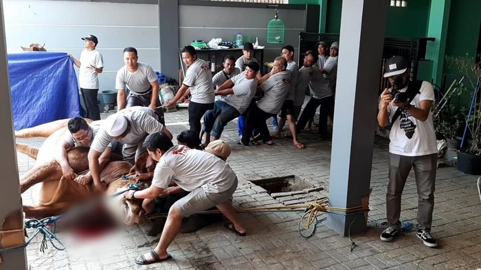 Penyembelihan hewan kurban di kediaman Ayu Ting Ting di kawasan Depok, Jawa Barat, Minggu (11/8/2019).