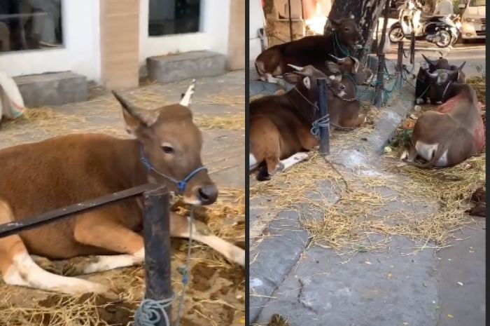 Fadel Islami tunjukkan 7 ekor sapi gemuk berbulu mulus saat rayakan Idul Adha 2019 di Makassar.