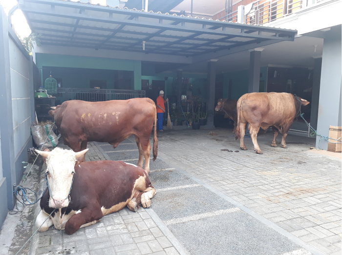 Hewan kurban Idul Adha Ayu Ting Ting menurut pantauan Grid.ID di kediaman Ayu di Depok, Jawa Barat, Minggu (11/8/2019).