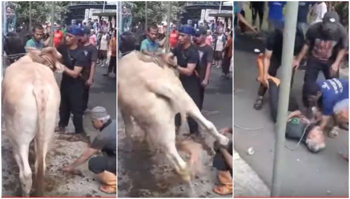 Tukang Jagal di Jakarta Barat Ditendang Sapi Kurban hingga Giginya Rontok 5