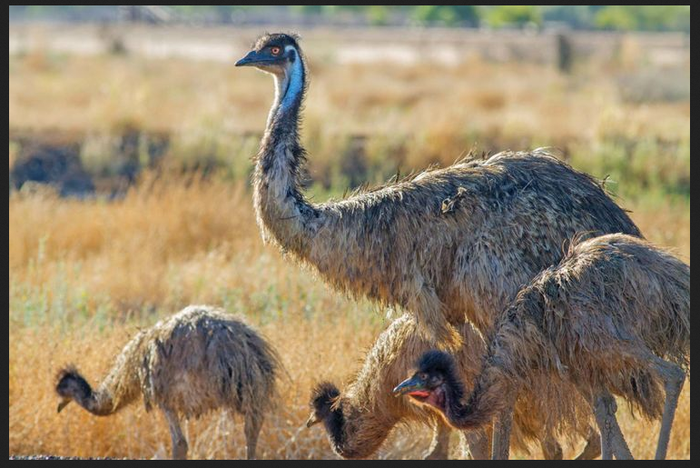 Jangan Keliru, Ternyata Ini 6 Perbedaan Burung Unta & Burung Emu yang