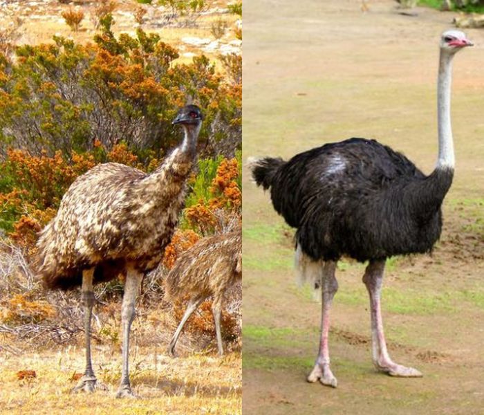 Jangan Keliru, Ternyata Ini 6 Perbedaan Burung Unta & Burung Emu yang