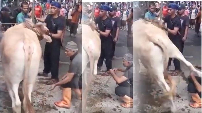 750 Gambar Sapi Untuk Kolase HD Terbaik