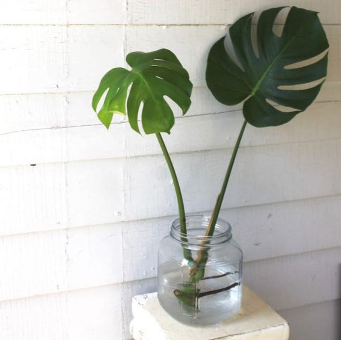 Jangan Letakkan 5 Tanaman Ini Di Rumah Kalau Enggak Mau Kena Sial Apa Aja Semua Halaman Cewekbanget