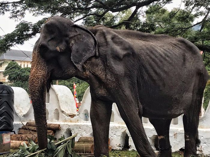 Foto-foto memilukan seekor gajah di balik kostum festivalnya.