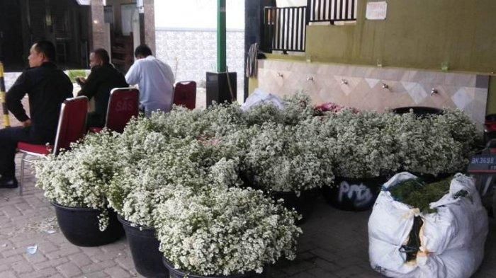 Bunga edelweis yang akan menjadi hiasan di akad nikah Cut Meyriska dan Roger Danuarta