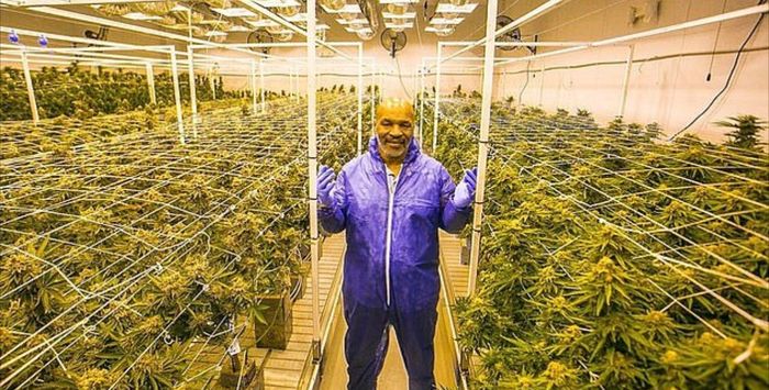 Mike Tyson berpose di pertanian cannabis miliknya di Tyson Ranch, California.