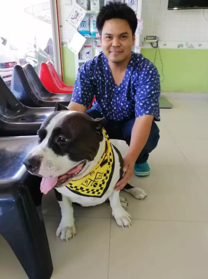 Anjing jenis American Bulldog itu harus dioperasi setelah salah makan bebek mainan