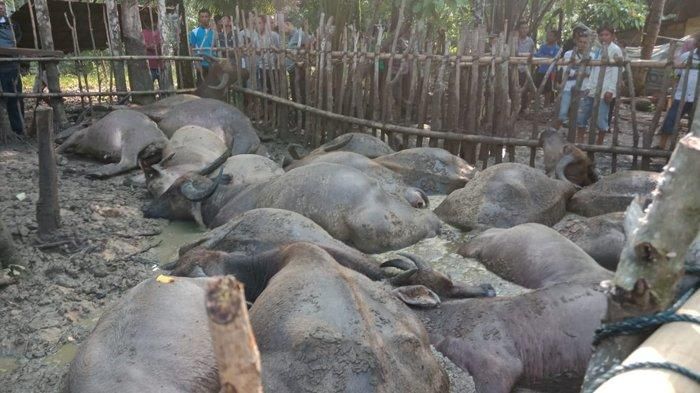 19 ekor kerbau yang mati tersambar petir