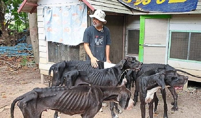 Starving Great danes rescued