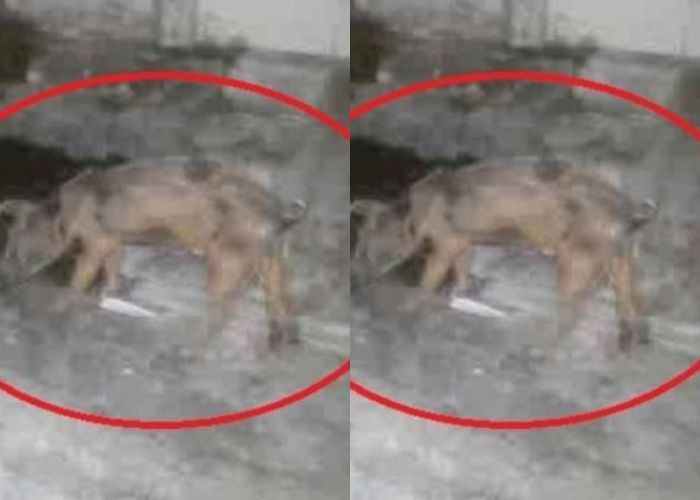 Berkat GPS, Warga Solo Ungkap Adanya Isu Babi Ngepet, Ini Wujudnya