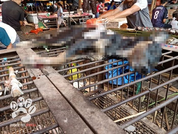 Salah satu contoh anjing yang dibantai untuk diambil dagingnya.