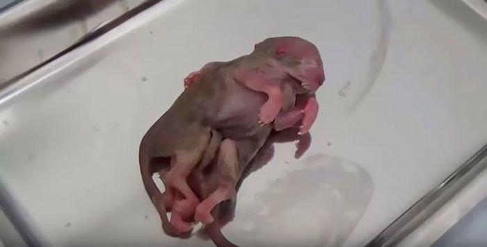 Muncul Dengan 8 Kaki Dan 4 Telinga Makhluk Yang Terlahir Di