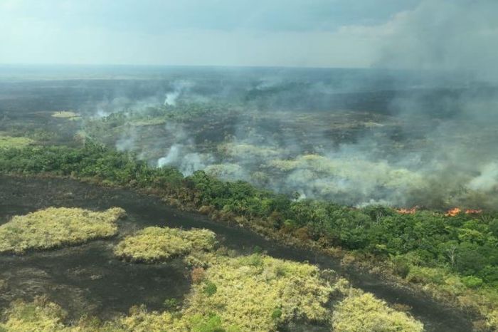 Nasib Tragis Satwa Liar Korban Kebakaran Hutan Amazon Yang Bikin