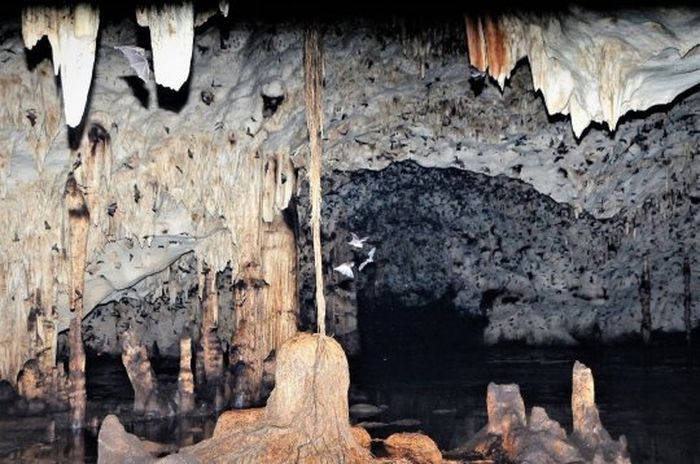 Ada 750 kelelawar di gua terpencil ini dan mereka diyakini sebagai populasi terakhir.