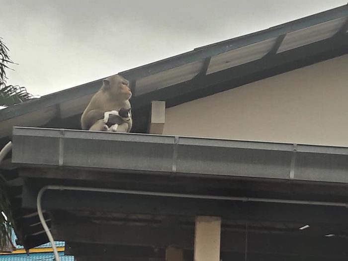 Si monyet tampak memeluk si kucing.