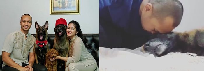 View Anjing Sparta Bima Aryo Pics