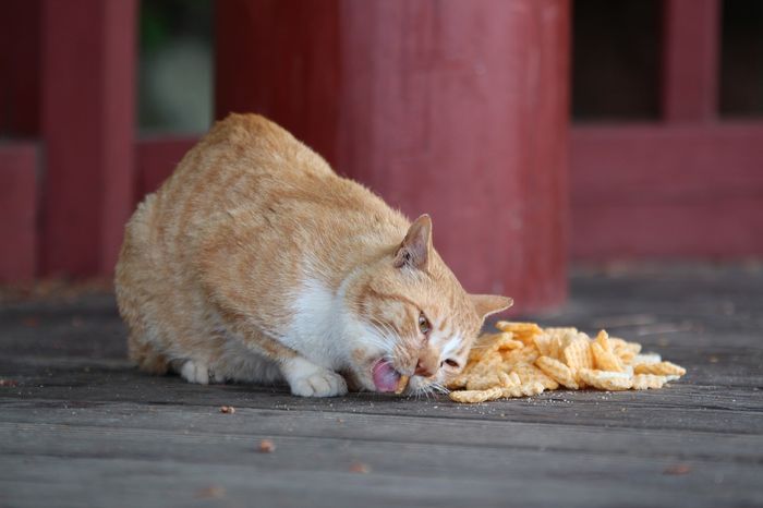 Hindari Memberikan 5 Makanan dan Minuman Ini pada Kucing, Salah Satunya