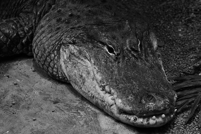 11 Mimpi buaya besar hitam