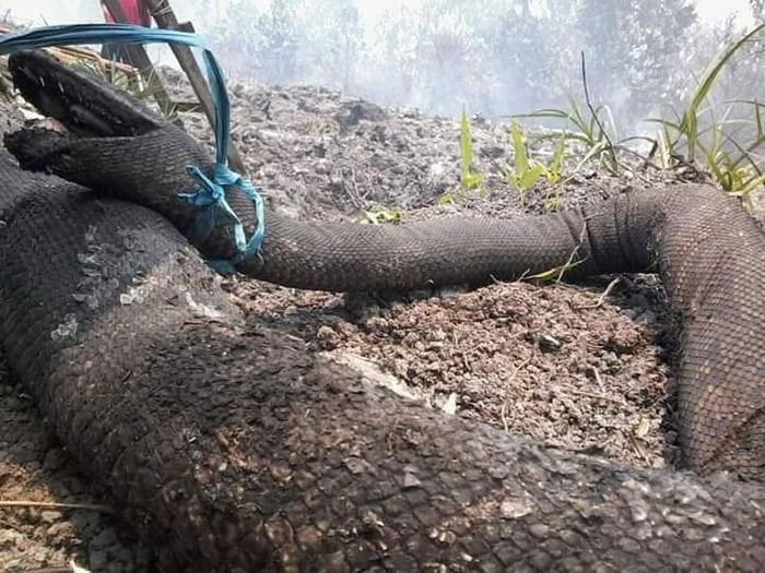 Kebakaran Hutan  Kalimantan  Makin Parah Hewan  Predator 