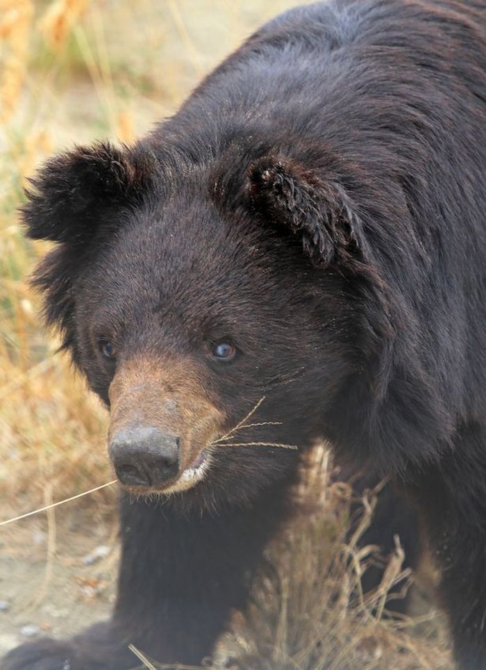 Pooh mengalami kebutaan