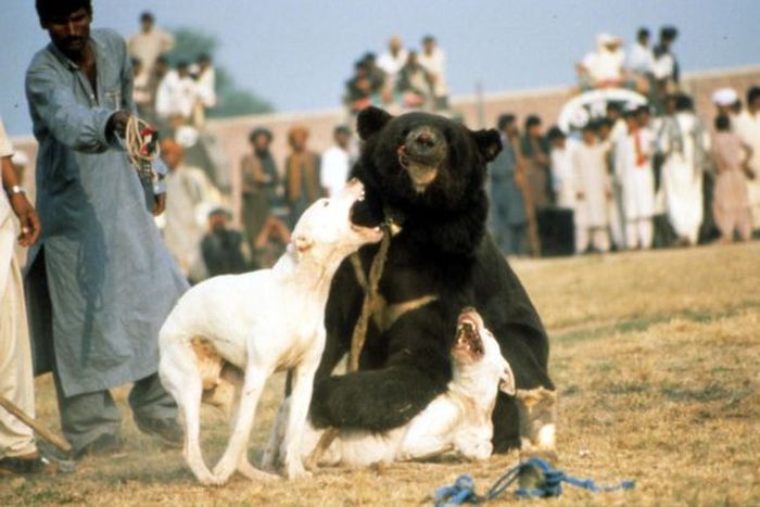 120 Beruang Dipaksa Berkelahi hingga Buta untuk Menghibur Manusia