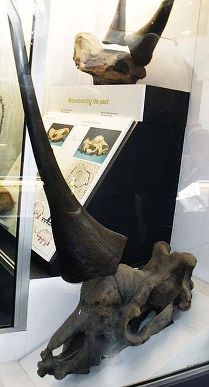 Fosil Elasmotherium dipajang di Natural History Museum, London.