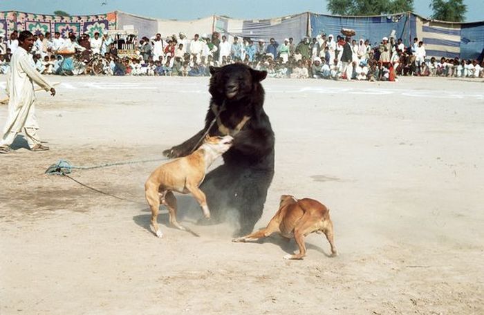 120 Beruang Dipaksa Berkelahi hingga Buta untuk Menghibur Manusia