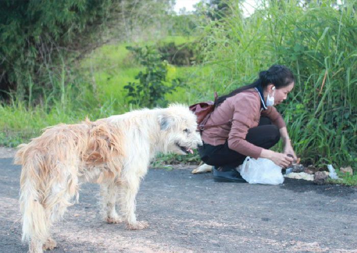 Kisah Sedih Mirip Hachiko Anjing Ini Setia Menunggu Pemiliknya