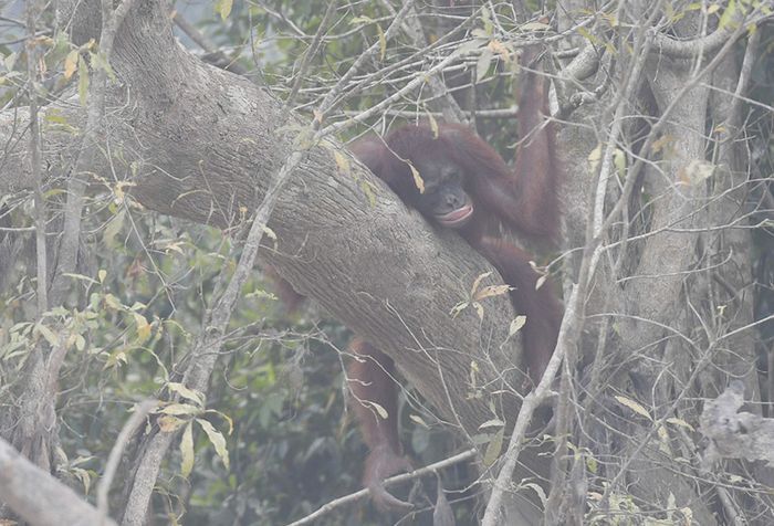 Bisa Tinggal Enak Di Negaranya Yang Maju Bule Prancis Ini Malah Pilih Matian Matian Selamatkan Satwa Liar Kalimantan Dia Juga Sudah Berkali Kali Jadi Korban Kabut Asap Karhutla Mengapa Enggak Kapok Semua Halaman
