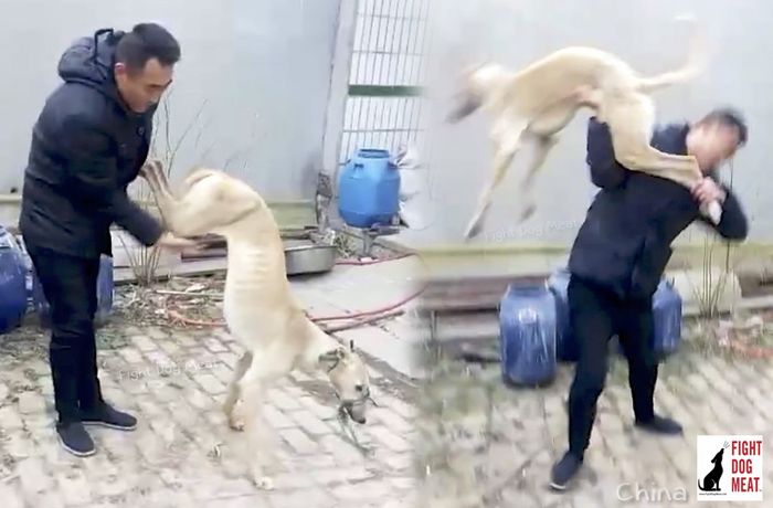 Kesal Kalah Dalam Balapan Pria Ini Tega Menyiksa Anjingnya Dengan