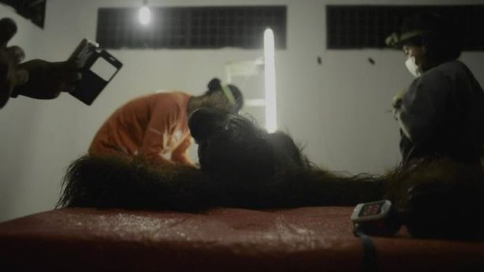 Dokter hewan dan polisi hutan melakukan yang terbaik pada orangutan muda tersebut