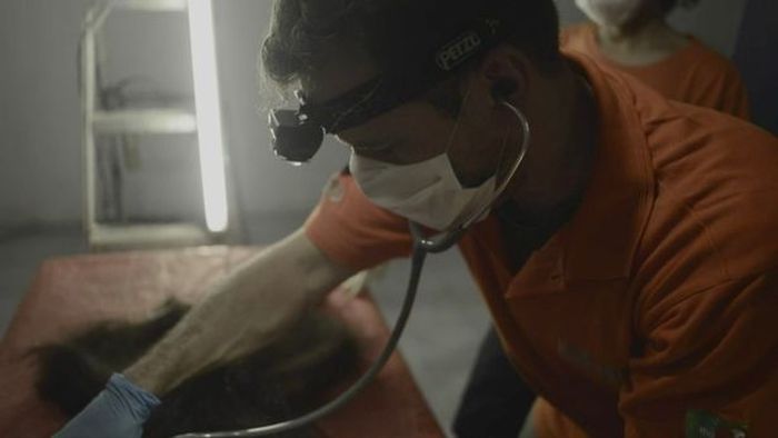 Orangutan muda tersebut tak bisa diselamatkan