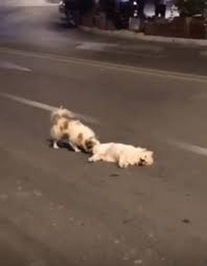 Mengharukan Anjing Setia Ini Rela Bertahan Di Jalanan Yang Sibuk