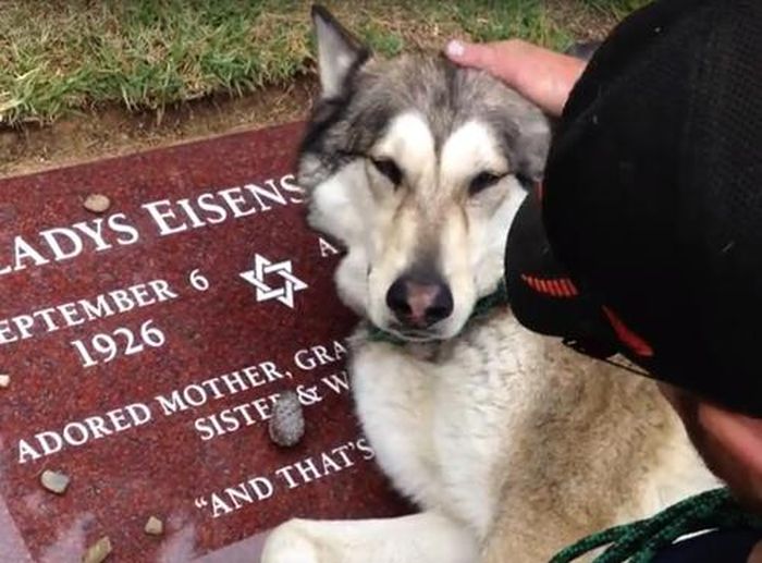 Sedih Ditinggal Meninggal Anjing Ini Tak Bisa Berhenti Menangis