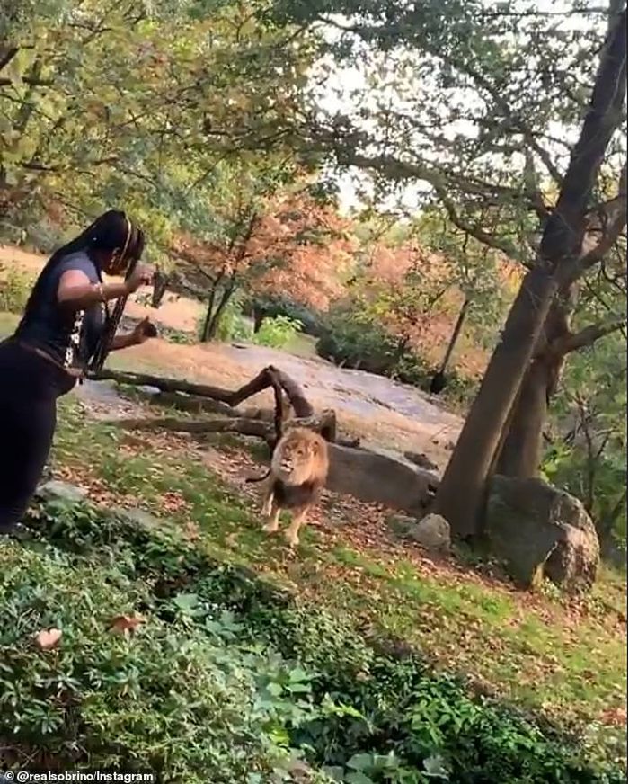 Wanita itu melewati pagar pengaman hanya untuk mengejek singa Afrika jantan