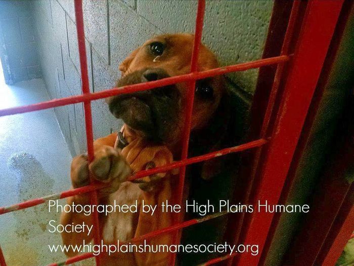 4000 Gambar Kolase Binatang Malam Gratis